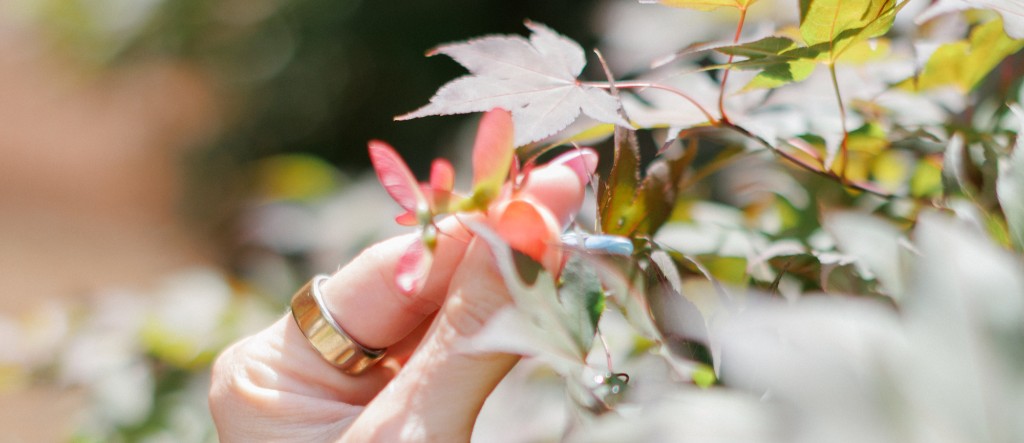 Hand holding a samara seed among maple leaves